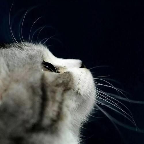 娱乐吃瓜酱猫打翻电视,引发网友热议